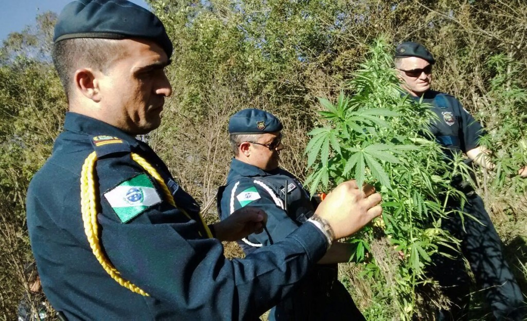 Guarda Municipal descobre plantação de maconha no Vila Nova