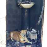 Casa de protetora de cães pega fogo e ela pede ajuda