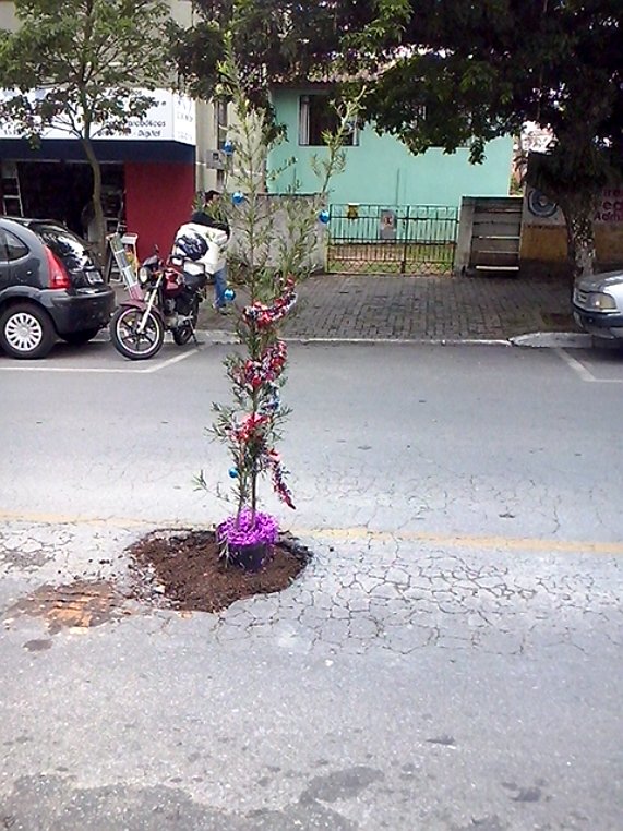 Como forma de protesto, moradores plantam árvore em buraco da Archelau