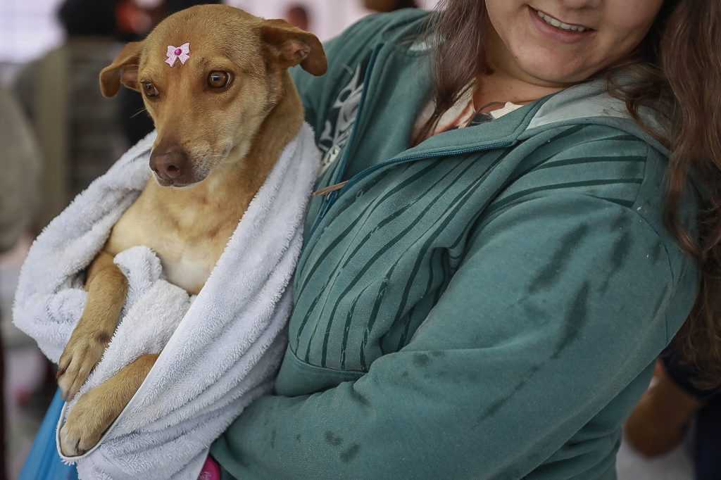 Castração Solidária de cães e gatos segue até sexta-feira na região do CRAS Califórnia