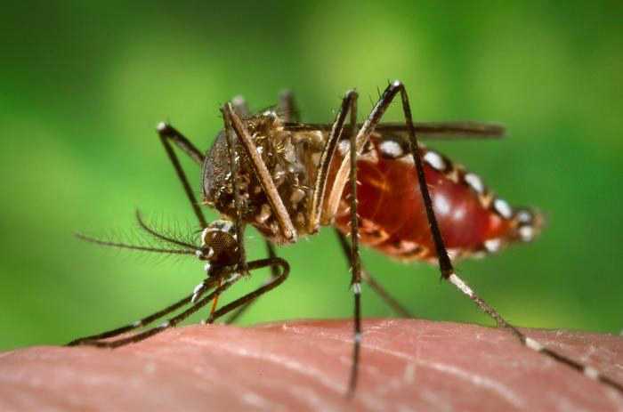 Saúde capacita profissionais para enfrentamento da dengue