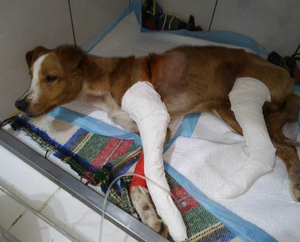 Cão de rua atropelado é resgatado por protetora com ferimentos graves