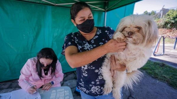 Campanha Castração Solidária atendeu 487 animais