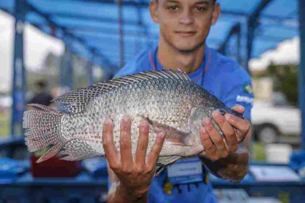 Prefeitura de Araucária garante que Feira do Peixe será realizada