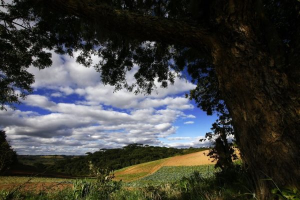 Informe-se na Prefeitura antes de adquirir um terreno