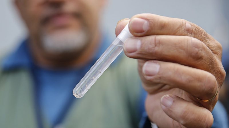 Equipe de combate a endemias já encontrou larvas do mosquito da dengue em 33 locais do Município