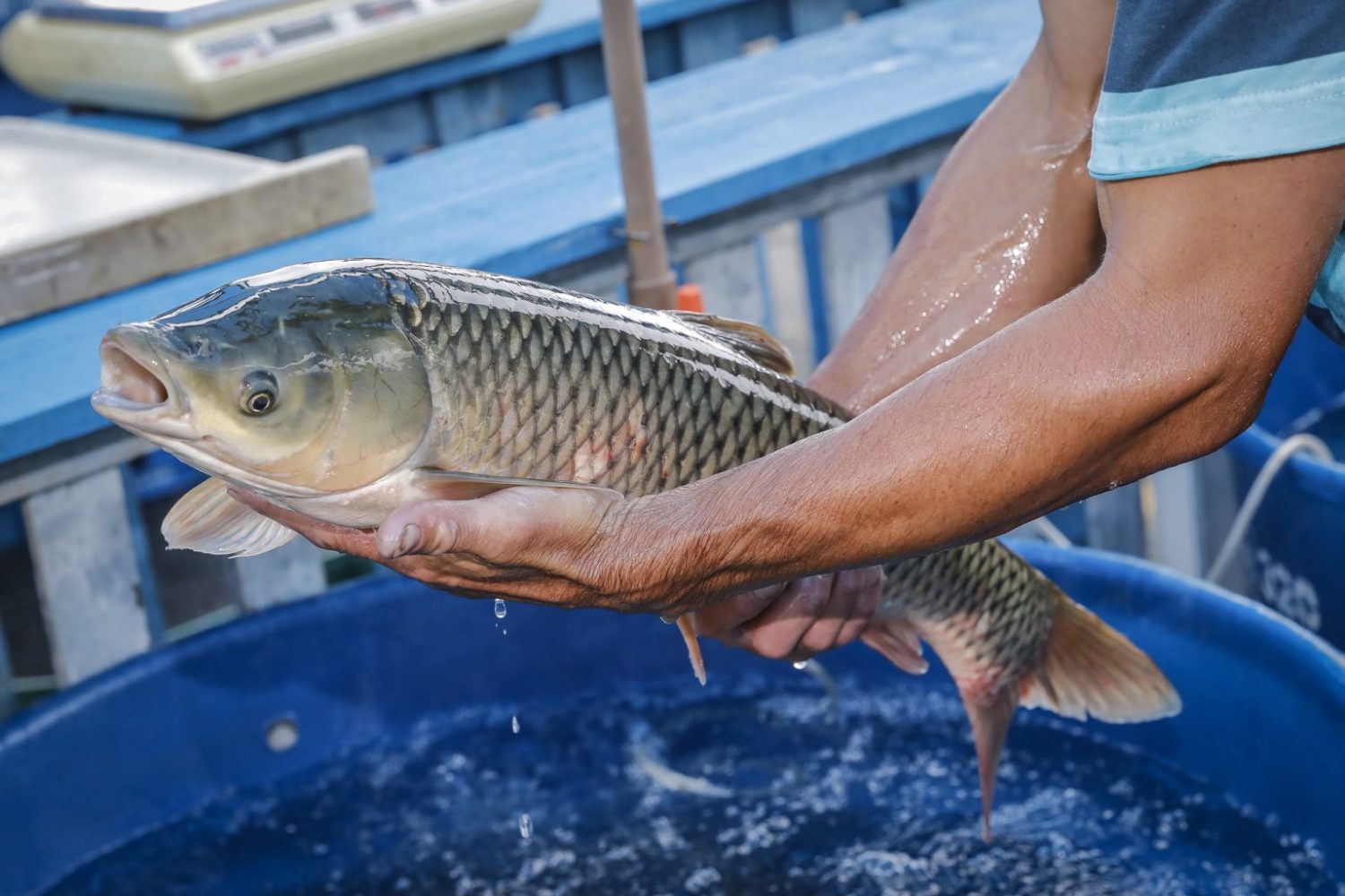 Prefeitura divulga contatos dos produtores que venderão peixes vivos