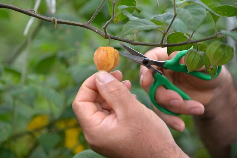 Produtor araucariense investe em fruta exótica e conquista clientes