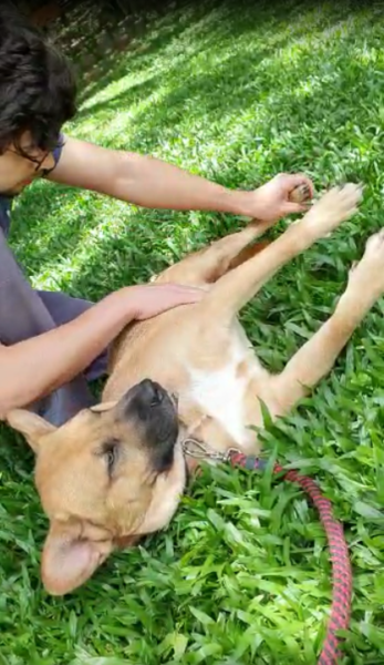 Jovem faz vakinha virtual para tratar do seu cão que está paraplégico