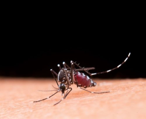 Saúde afirma que Araucária não tem casos confirmados de dengue entre moradores