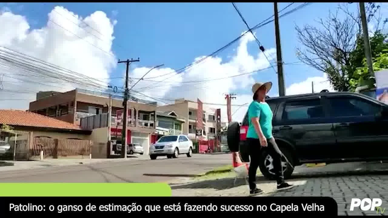 Patolino: o ganso de estimação que está fazendo sucesso no Capela Velha