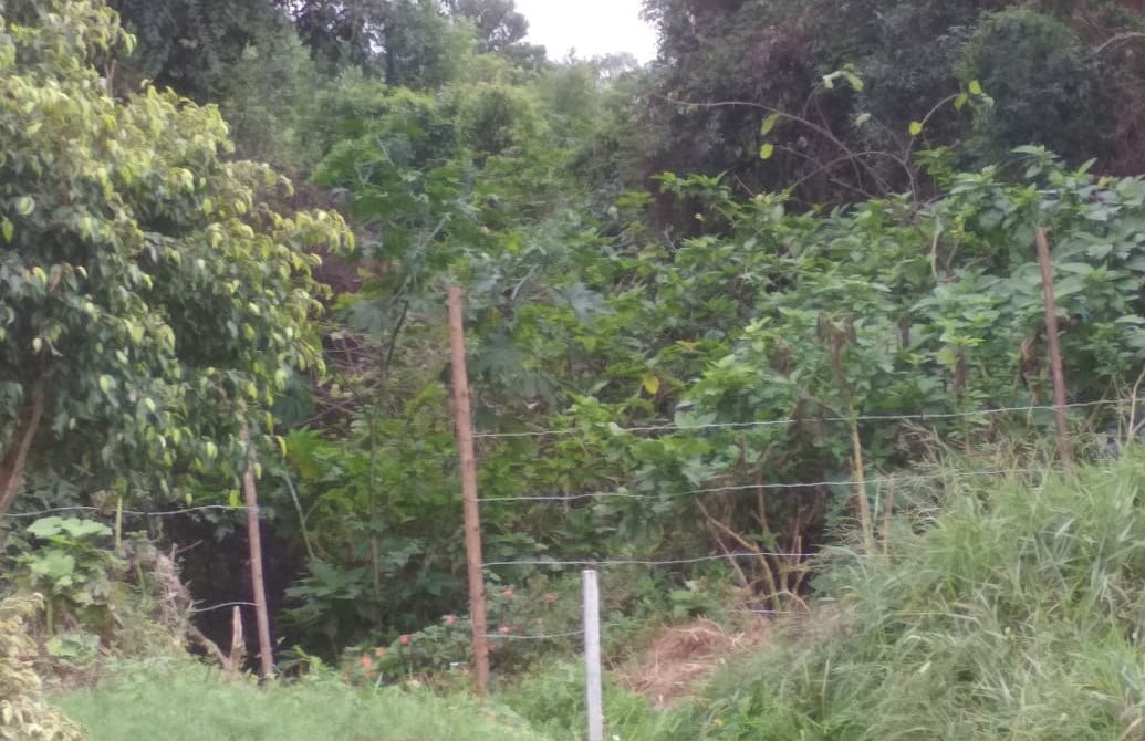 Movimentação em área verde do Capela Velha intriga vizinhos