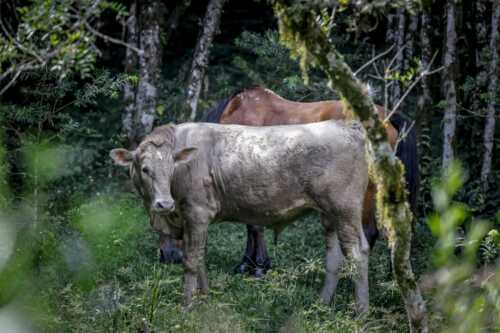 Pecuaristas tem até o final do mês para cadastrar rebanho na Secretaria de Agricultura