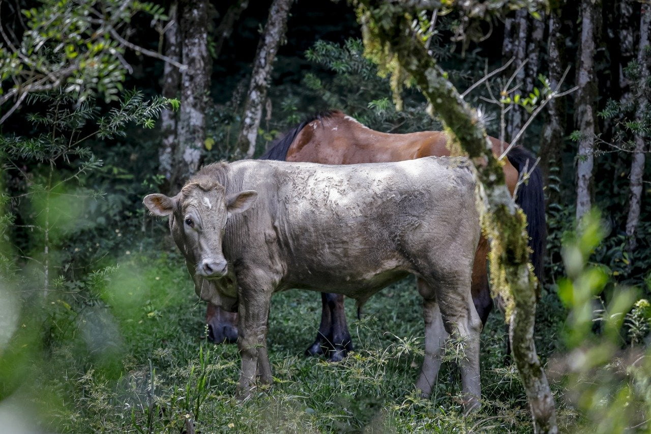 Pecuaristas tem até o final do mês para cadastrar rebanho na Secretaria de Agricultura