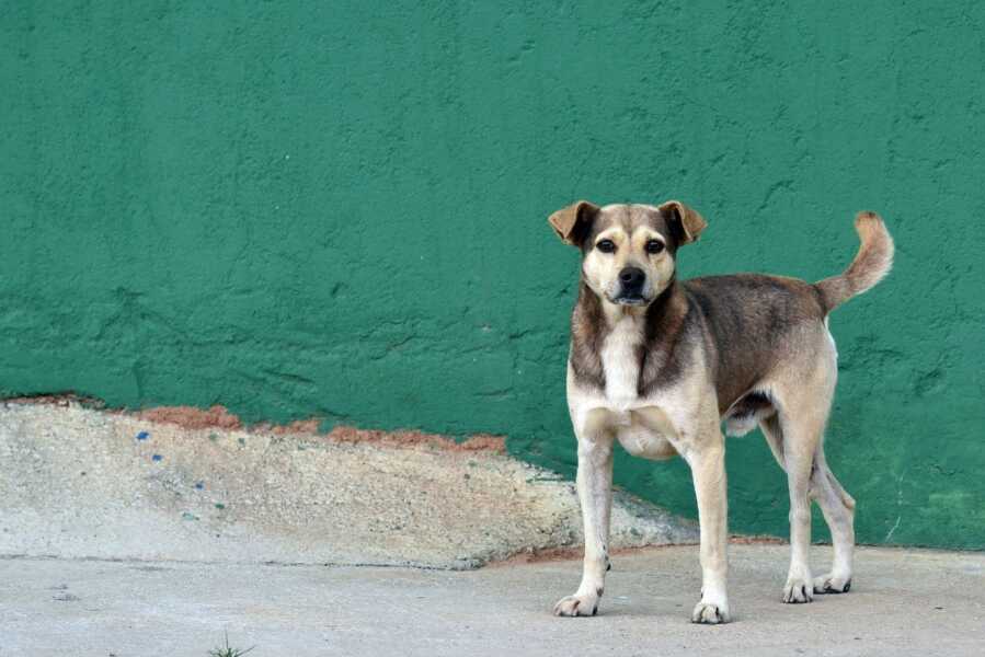 Cãezinhos que vivem na vizinhança do Colégio Joana Gurski precisam de um lar
