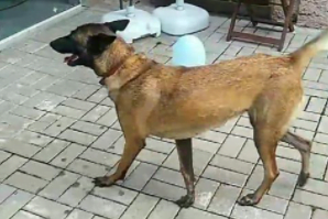 Cachorra da raça pastor-belga desaparece no bairro Estação