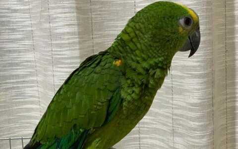 ENCONTRADO Família oferece recompensa a quem encontrar papagaio perdido no Capela Velha