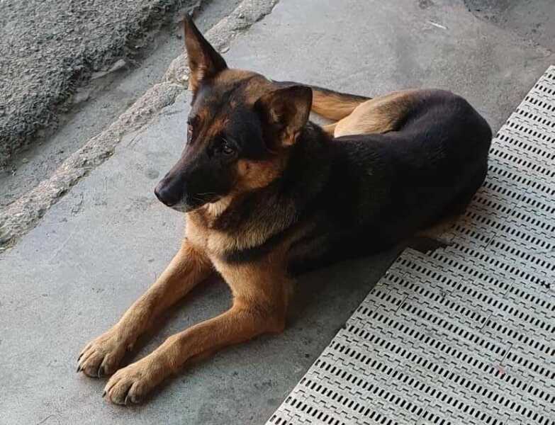 Protetora procura donos de cadela da raça pastor alemão capa preta