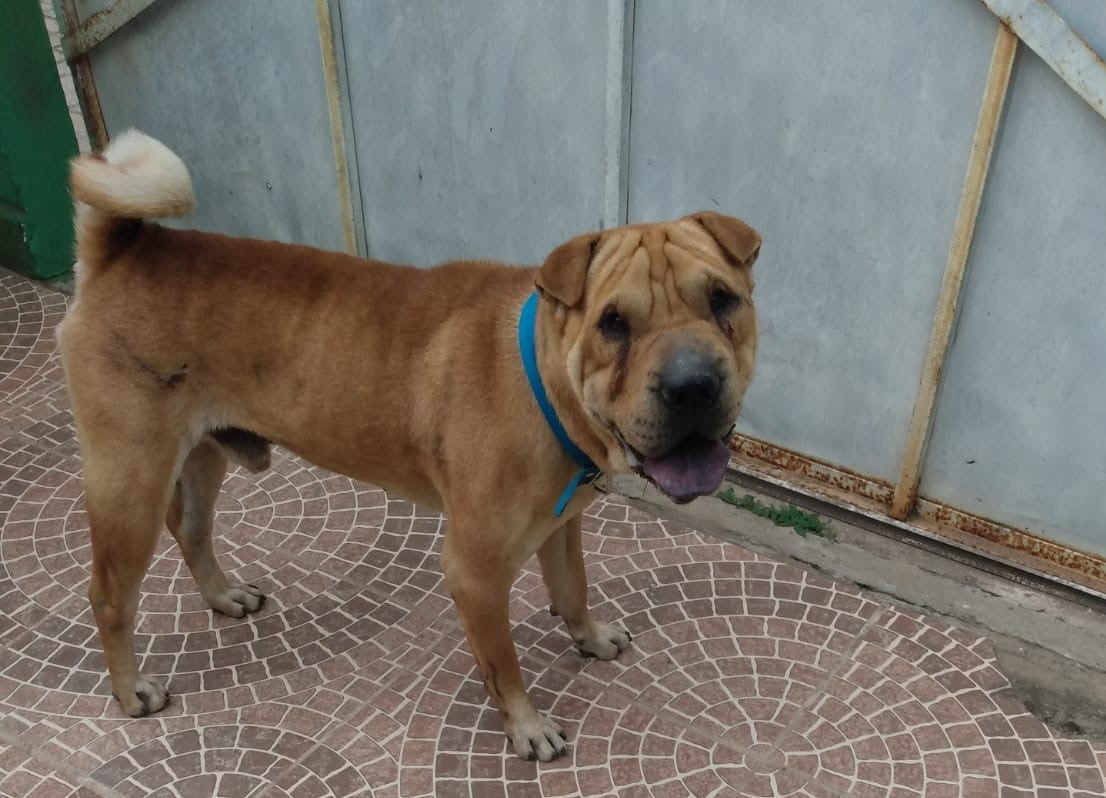 ENCONTRADO Cão é encontrado no Fazenda Velha