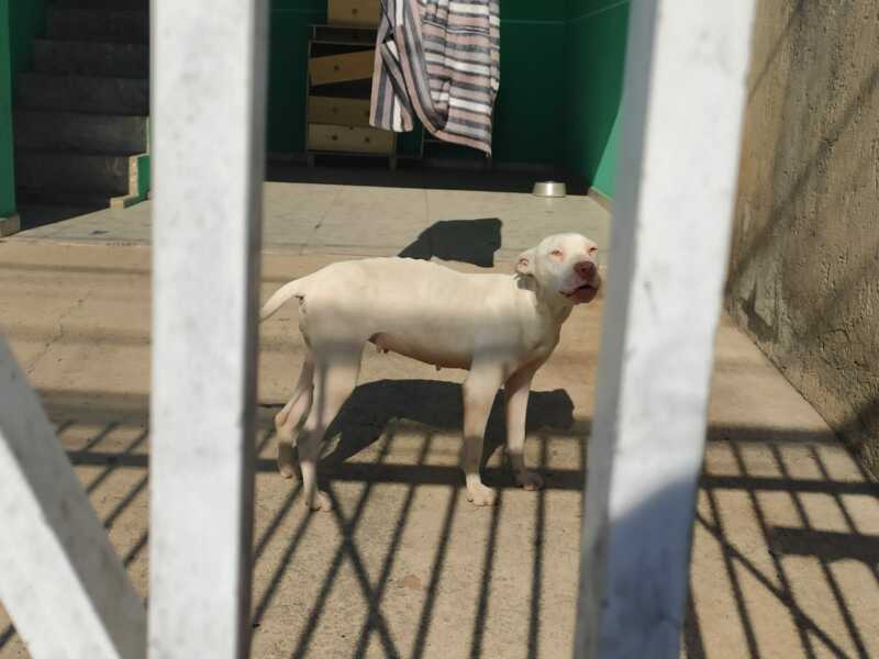 Polícia Civil de Araucária e Secretaria do Meio Ambiente resgatam cadela vítima de maus tratos