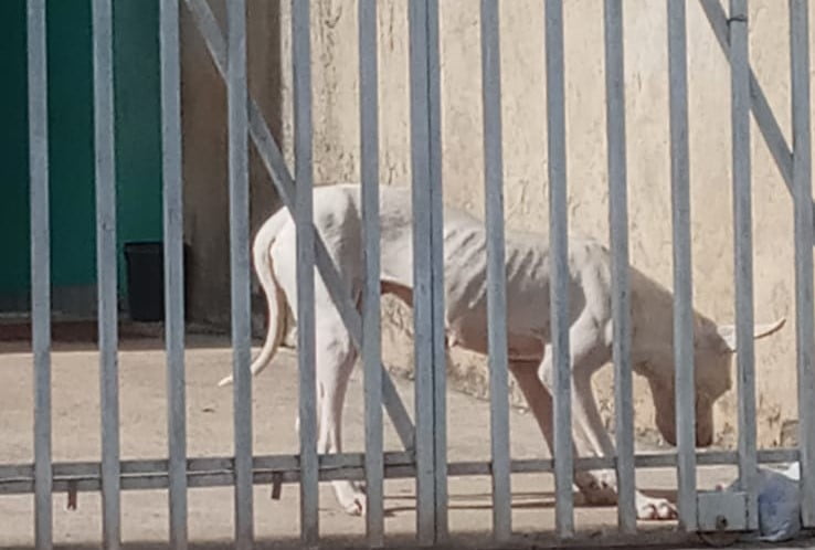 Polícia Civil de Araucária e Secretaria do Meio Ambiente resgatam cadela vítima de maus tratos
