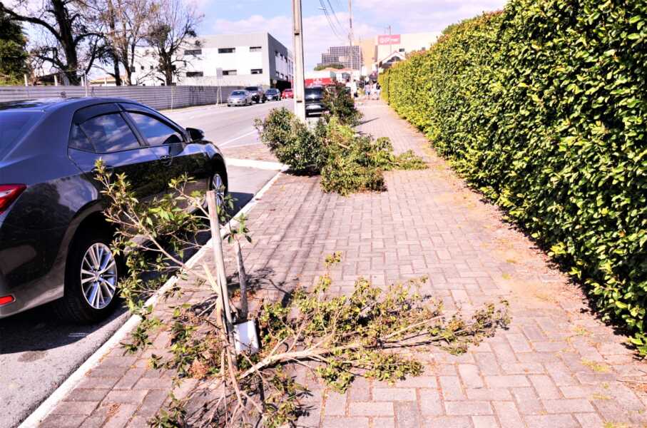 Vândalos destroem boa parte das árvores de rua no Centro