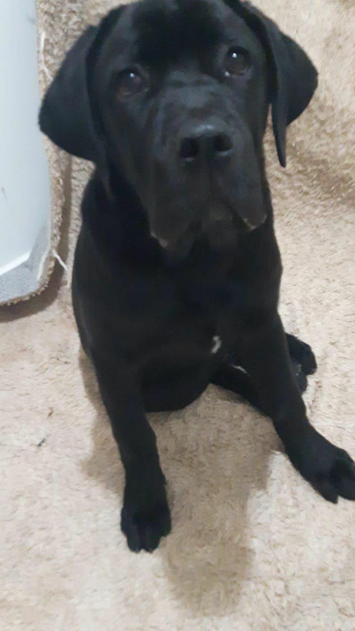 ENCONTRADA Ohana some e família pede ajuda para localizá-la
