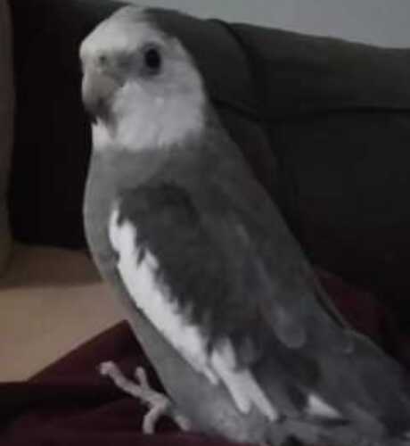 ENCONTRADA Procura-se calopsita que fugiu no jardim Motelesk