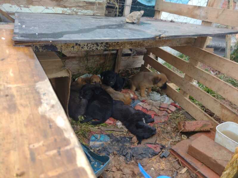 Filhotes de cães abandonados no jardim Monalisa precisam de um lar