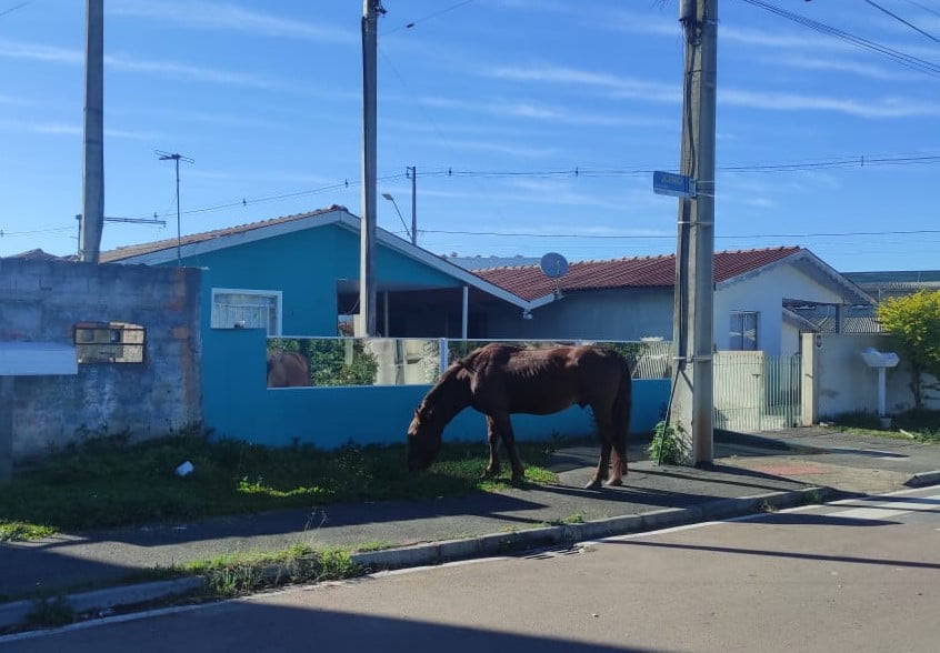 Populares denunciam cavalo abandonado no Capela Velha