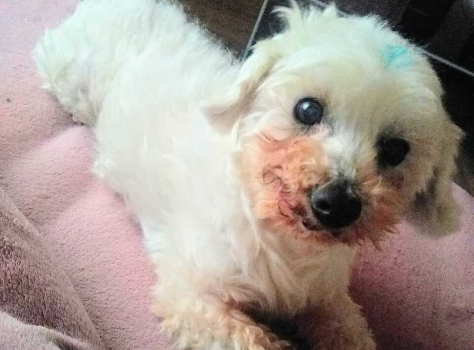 ENCONTRADO Cãozinho da raça Poodle perdido está à procura de sua verdadeira família