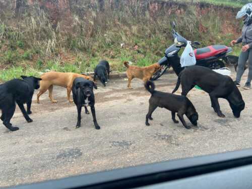Rifa Solidária Animal entra na sua 4ª edição e números já estão à venda