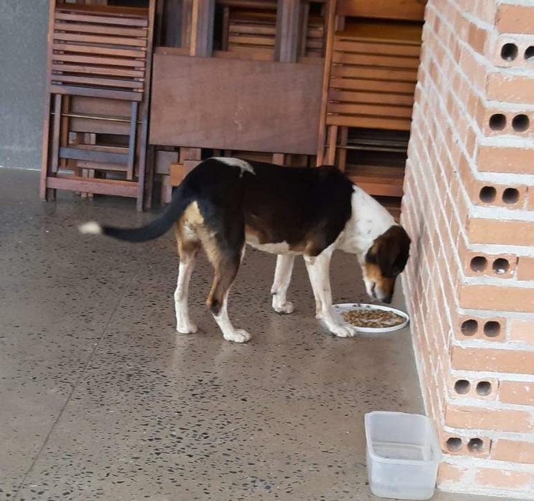 ENCONTRADA Família do Thomaz Coelho está à procura de cachorrinha desaparecida
