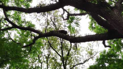 Bugio aparece em bosque do Sol Nascente e intriga moradores
