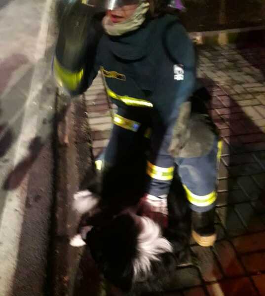 Bombeiros salvam cãozinho durante incêndio em residência no bairro Costeira
