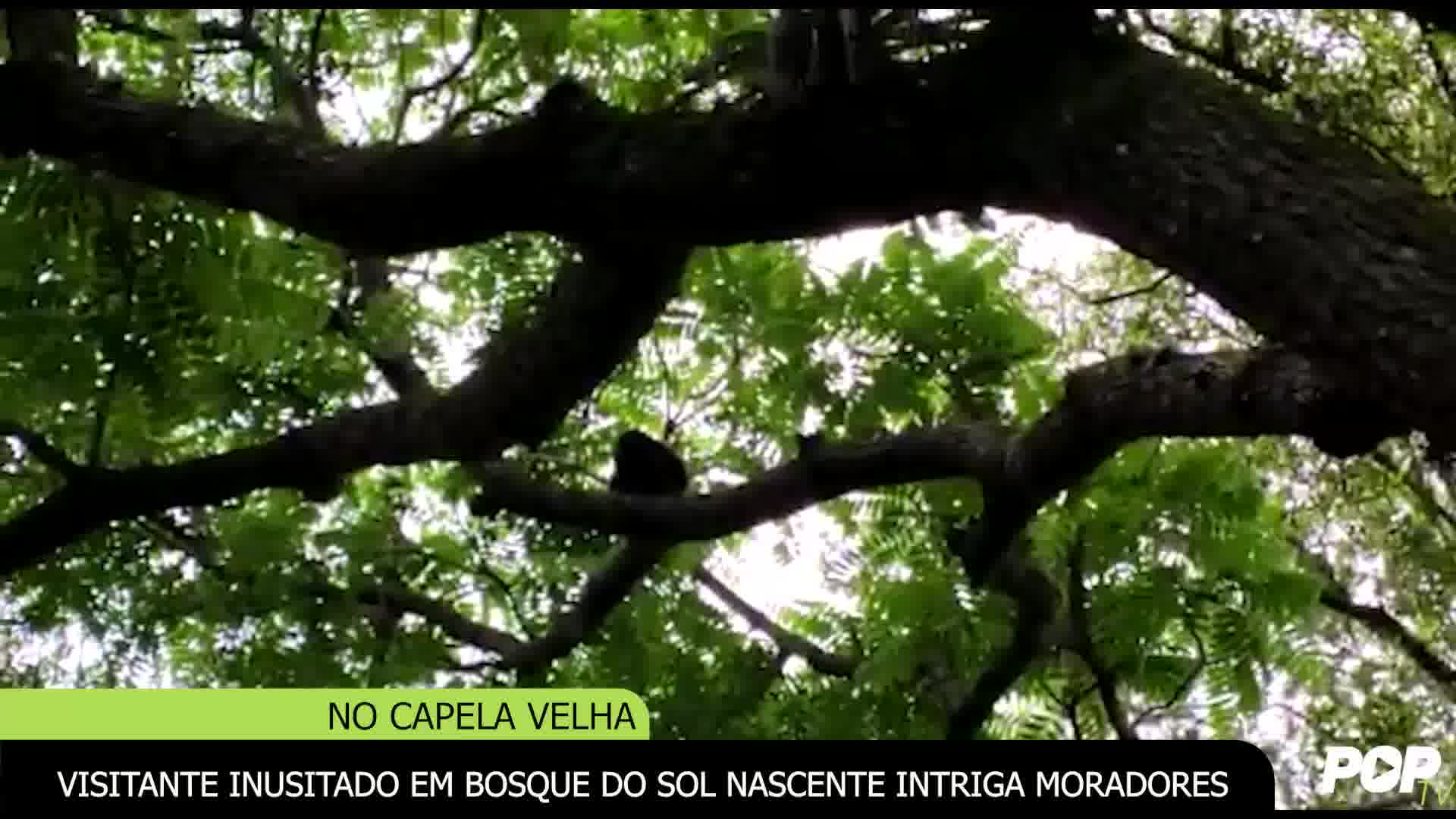 Visitante inusitado em bosque do Sol Nascente intriga moradores