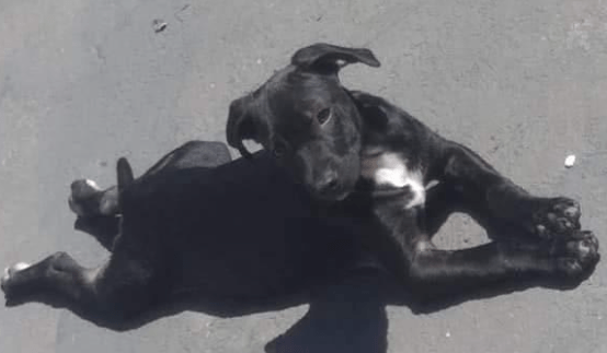 Dê um novo lar ao cãozinho Benjamim