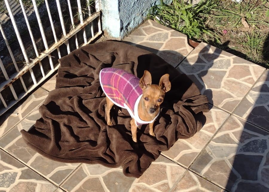 Ajude a encontrar a pequena Chanel