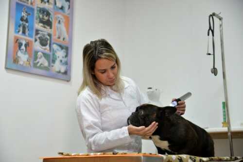 Terapias alternativas para pets ganham espaço na Mikosz Vet