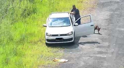 Câmera flagra abandono de pitbull próximo à Gerdau. Secretaria de Meio Ambiente já identificou autor