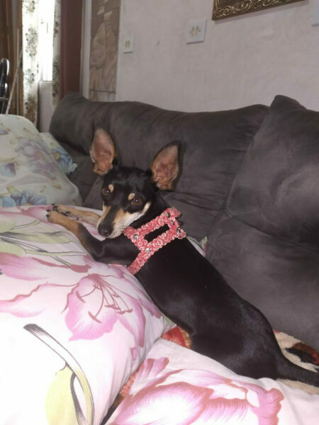 ENCONTRADA Família procura donos de cachorrinha perdida