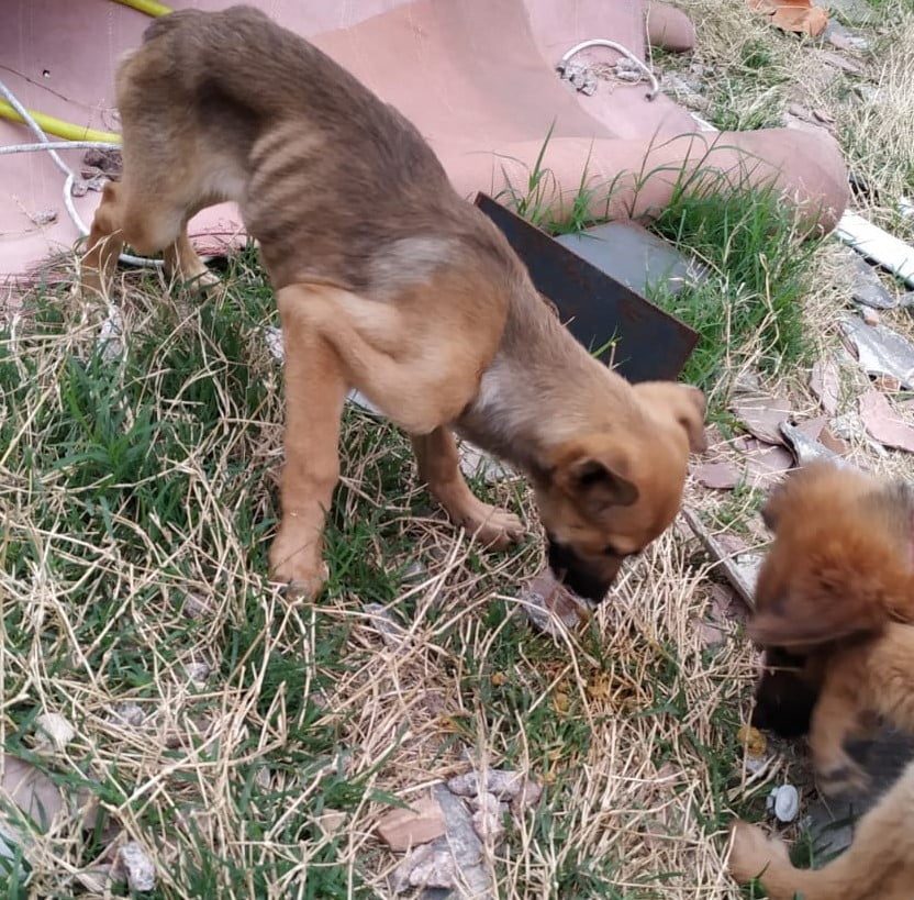 Araucária vive uma onda de violência contra animais