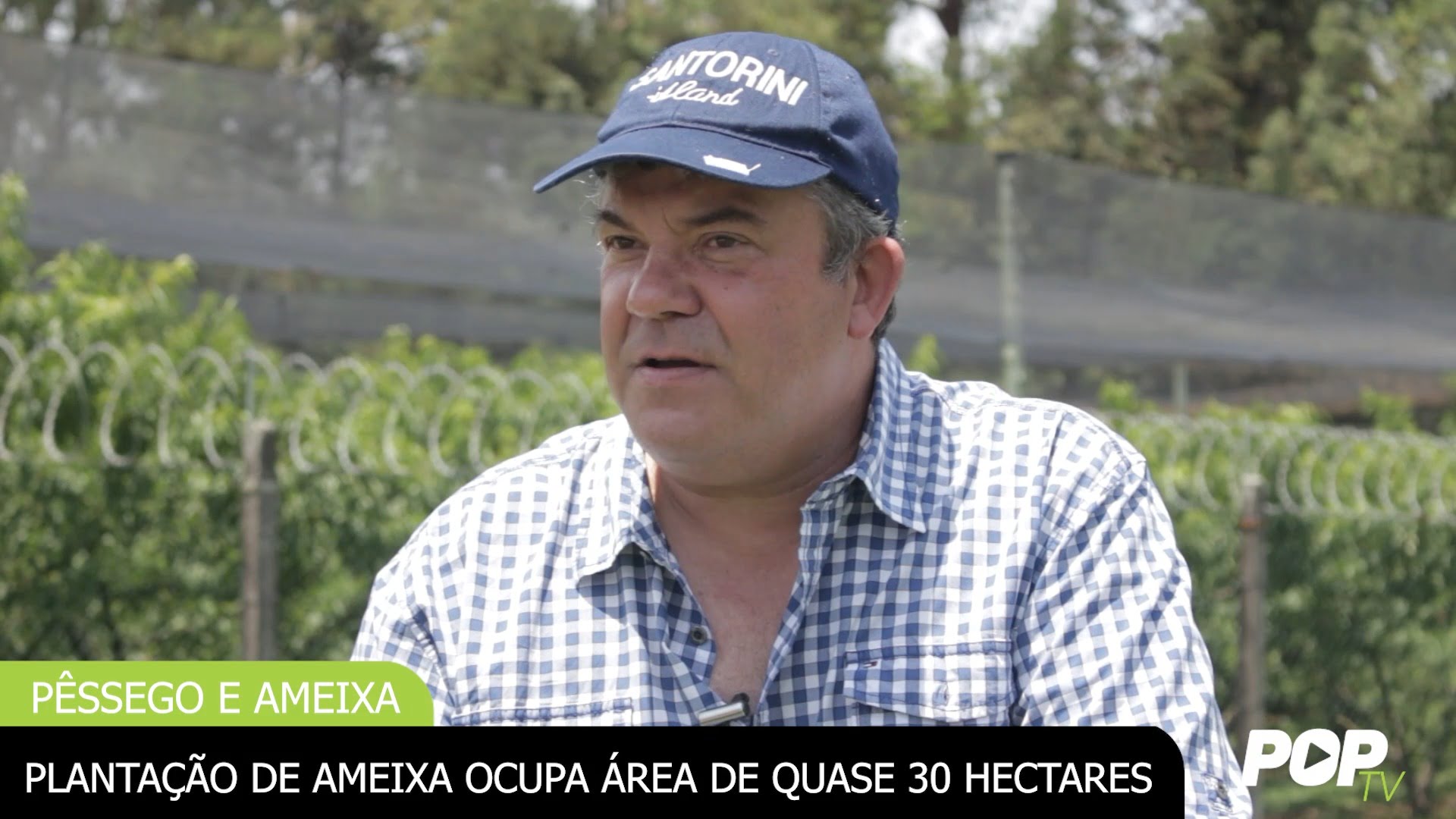 Plantação de ameixa ocupa área de quase 30 hectares