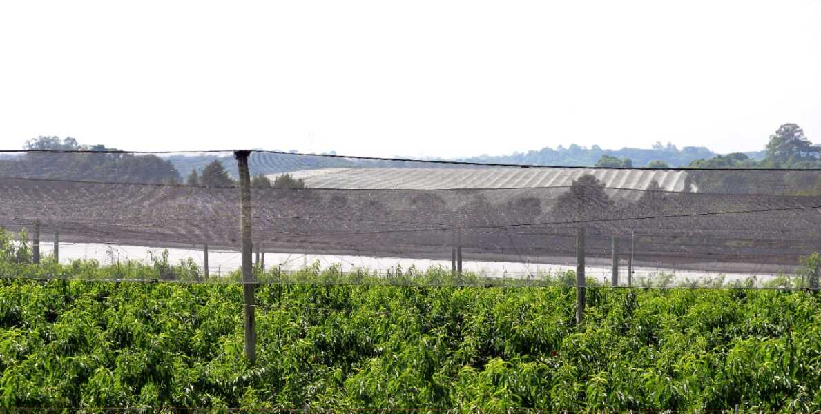 Araucária tem o maior pomar de ameixas do Brasil