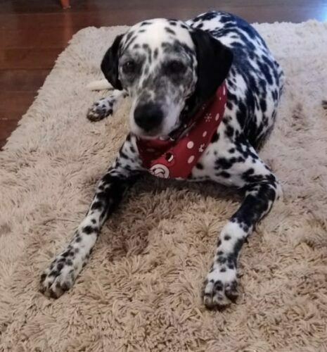 ENCONTRADA Ajude nas buscas pela cachorrinha dálmata Wendy