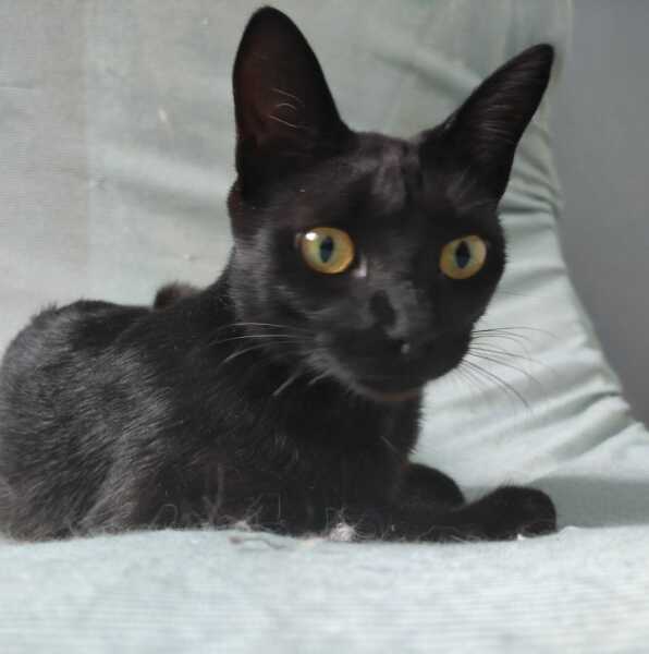 ENCONTRADA Gatinha Merlin desapareceu perto do Parque Cachoeira e família paga recompensa para quem encontrá-la