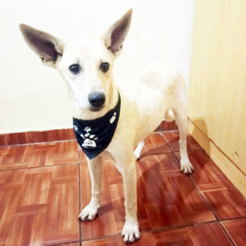 Aproveite o sábado para adotar um animalzinho de estimação
