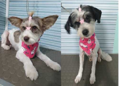 Cachorrinhas abandonadas procuram uma nova família para amarem e serem amadas