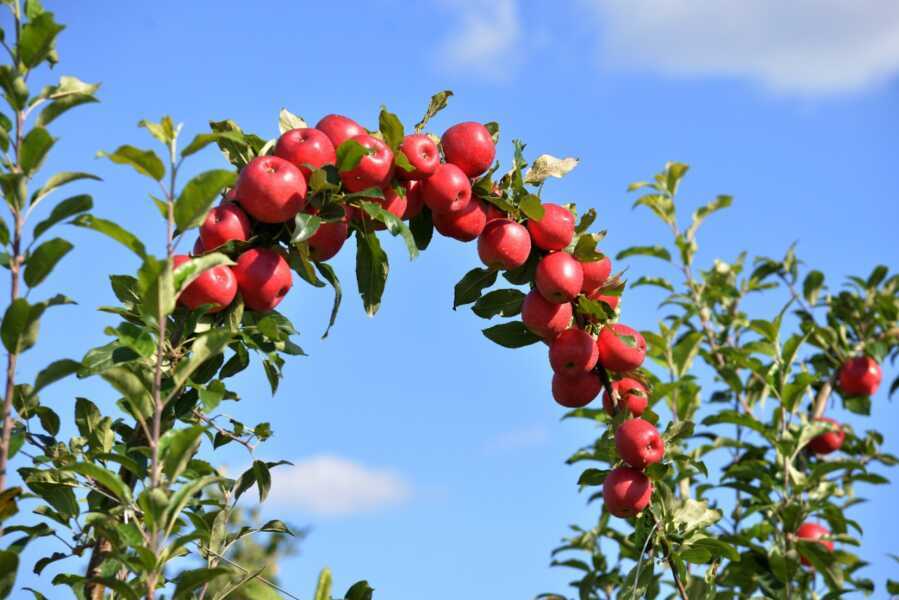 Plantio de frutas exóticas vêm se popularizando em Araucária