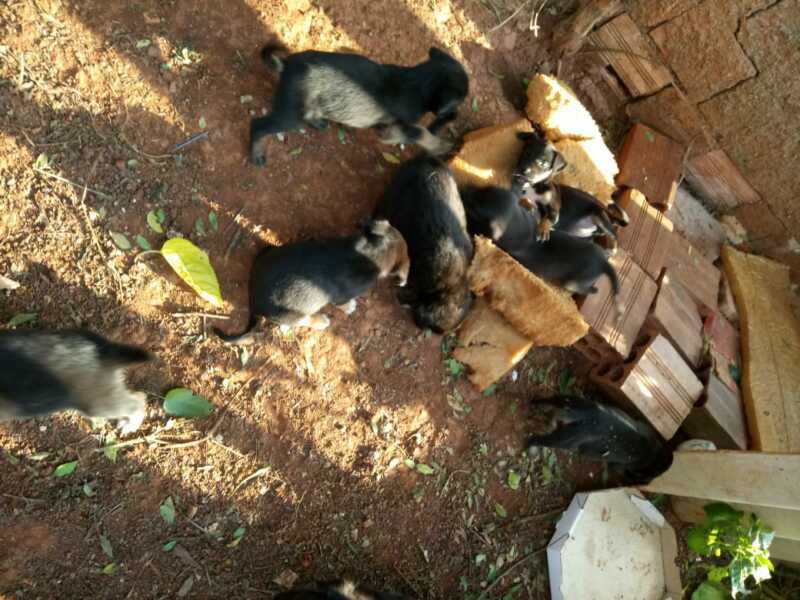 Cãezinhos abandonados no Jardim Tropical procuram um lar